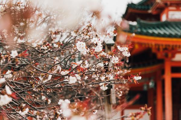 Beautiful autumn branches in Japan